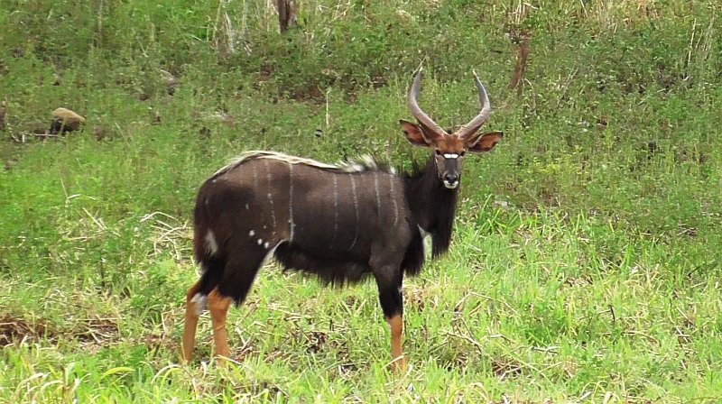Pic (246).jpg - Nyala